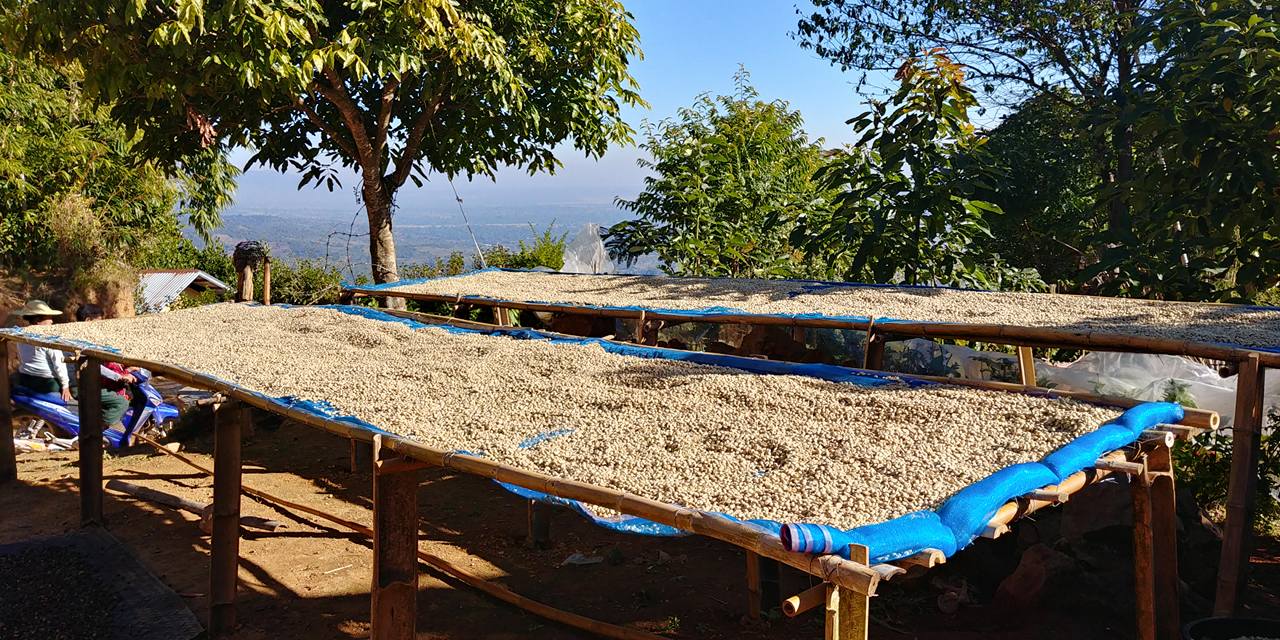 咖啡豆月訂優惠