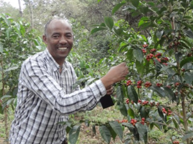 Decaffeinated 低咖啡因 - Ethiopia - No.6 【有機JAS認証】