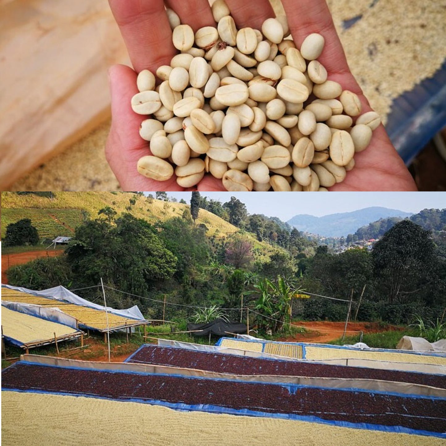 【罕有產地系列-VOL.2】Thailand - Washed ( Kenya Style)- Doi Pan Kon