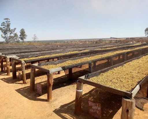 【罕有產地系列-VOL.2】Zambia - Washed - Kasama District NCCL Farm