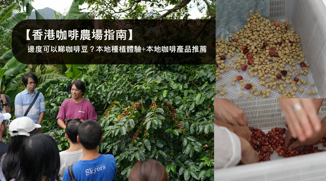【香港咖啡農場指南】邊度可以睇咖啡豆？本地種植體驗+必買咖啡產品推薦