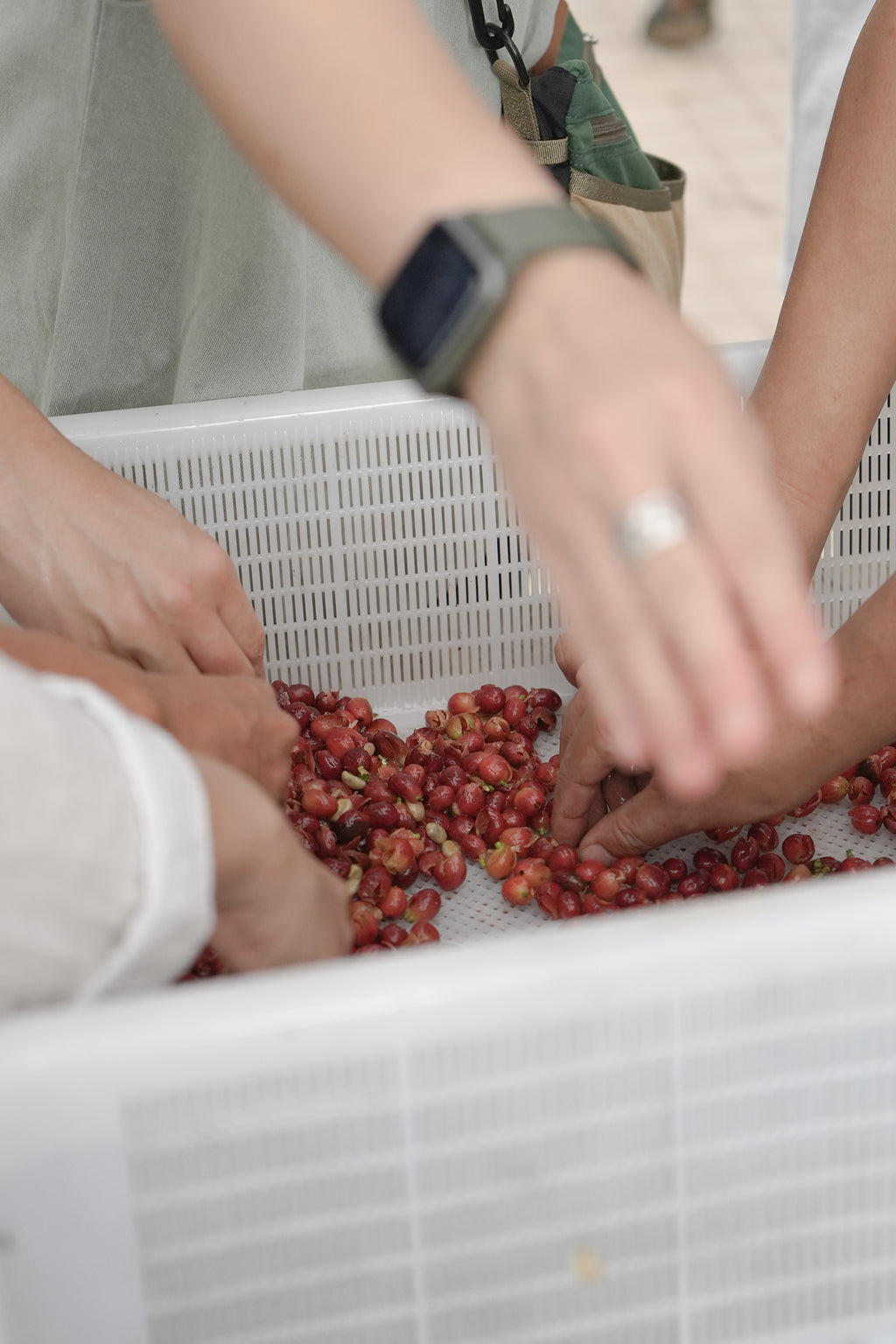 【聖誕限定套裝🎄 】聖誕我全部要哂!