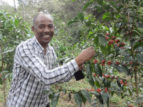 Decaffeinated 低咖啡因 - Ethiopia - No.6 【有機JAS認証】