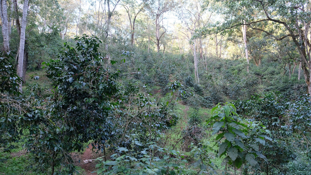 Decaffeinated 低咖啡因 - Ethiopia - No.5