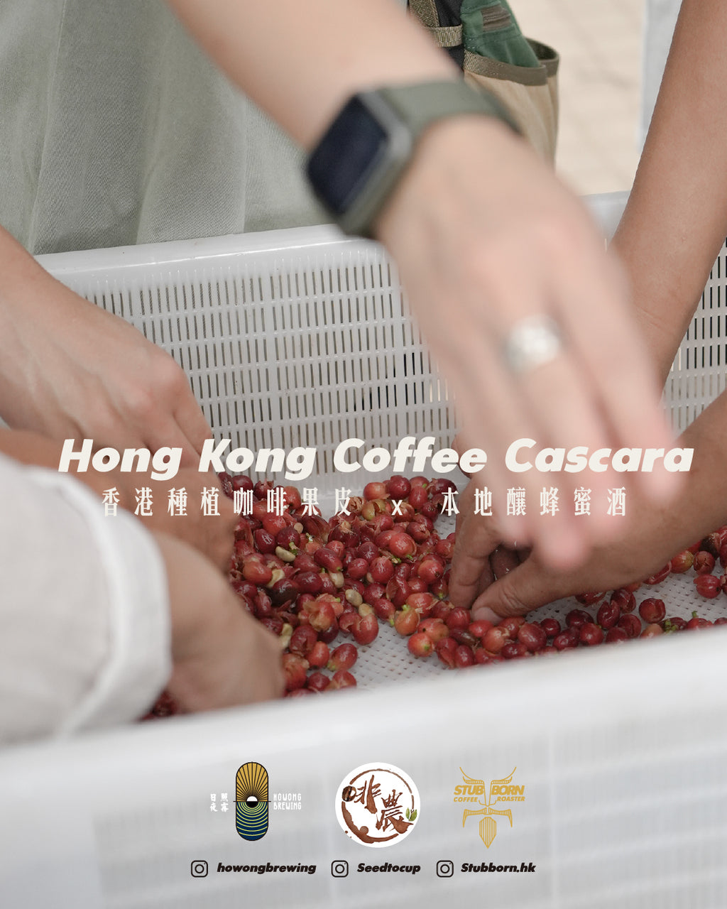 【聖誕限定】香港種咖啡果皮聖誕蜂蜜酒 HK Cascara Mulled  Wine Christmas Mead