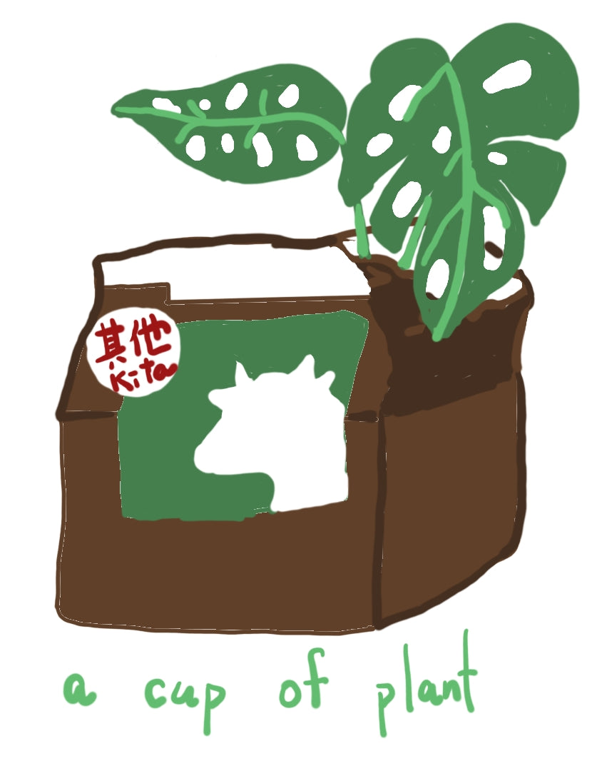 Yunnan - Washed  - Pu'er